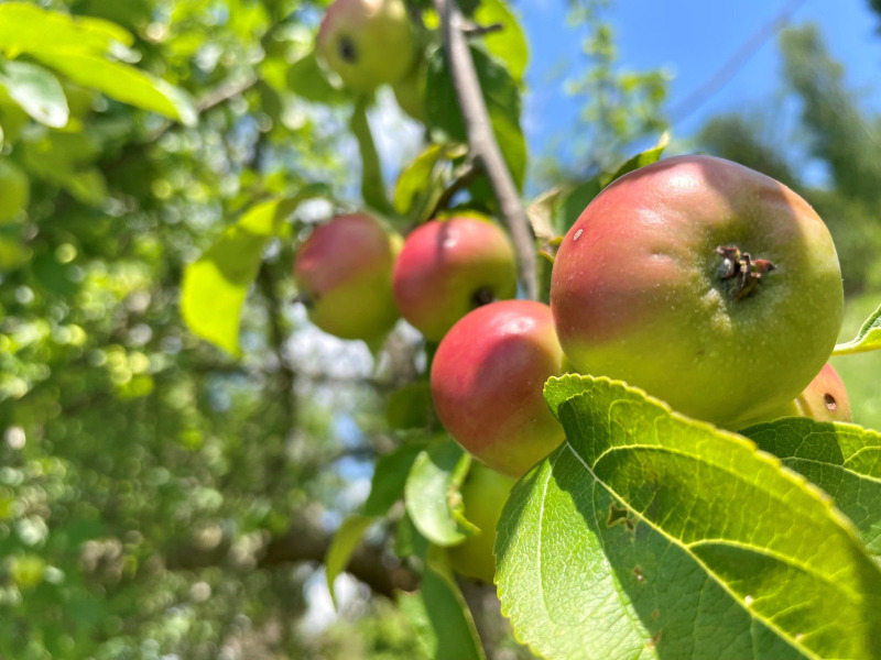 Ecological agritourism