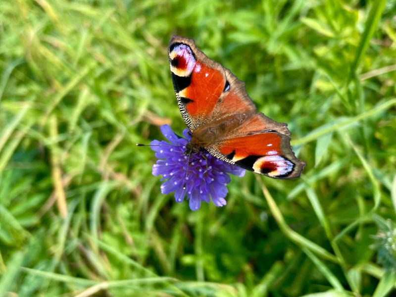 Ecological agritourism, biodiversity